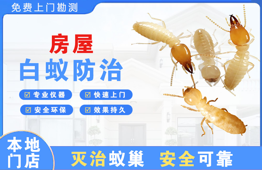 良庆房屋白蚁防治